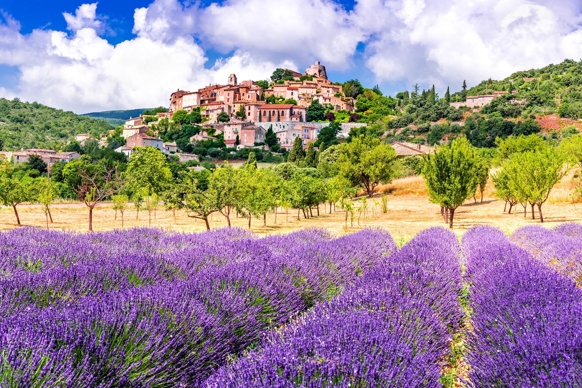 Lavender Fields